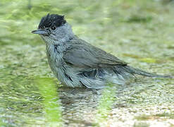 Eurasian Blackcap