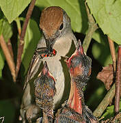 Eurasian Blackcap