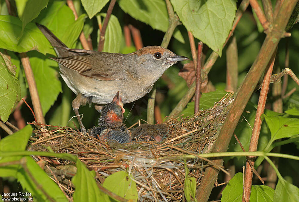 Eurasian Blackcap, Reproduction-nesting