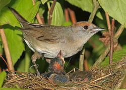 Eurasian Blackcap