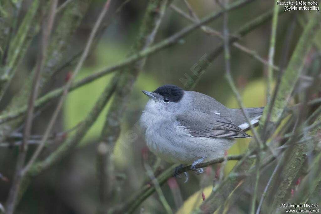 Fauvette à tête noire