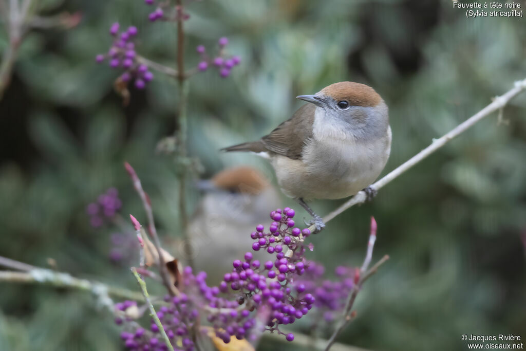 Fauvette à tête noire
