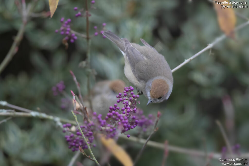 Fauvette à tête noire