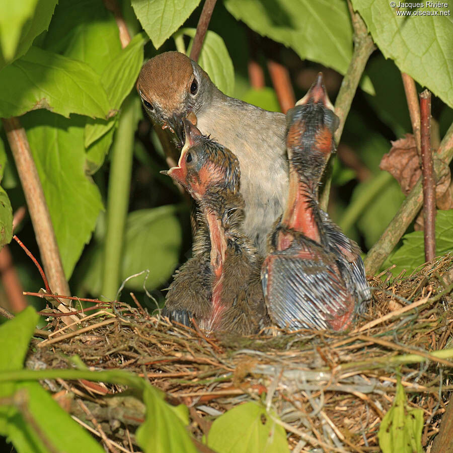 Eurasian Blackcap female adult breeding, Reproduction-nesting