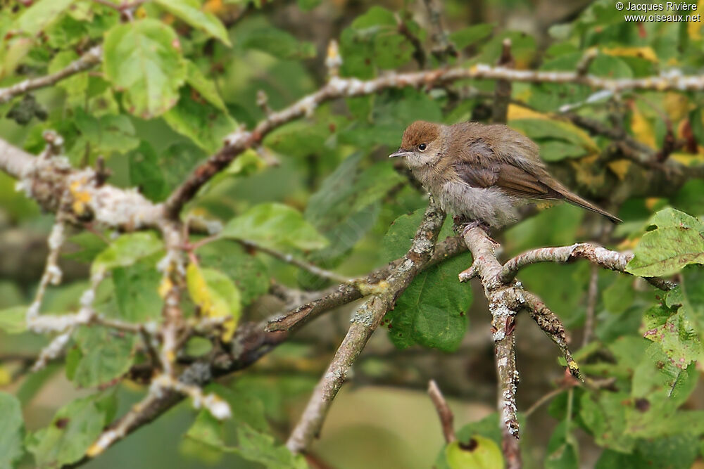 Eurasian Blackcapimmature