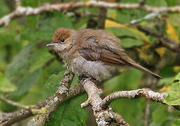 Eurasian Blackcap