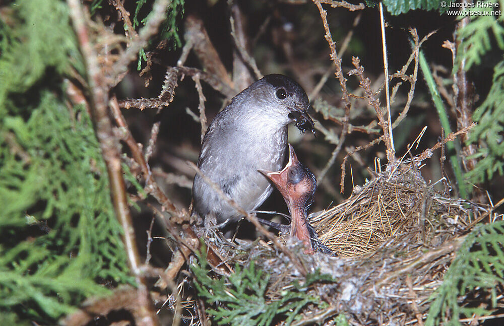 Eurasian Blackcap male adult breeding, Reproduction-nesting