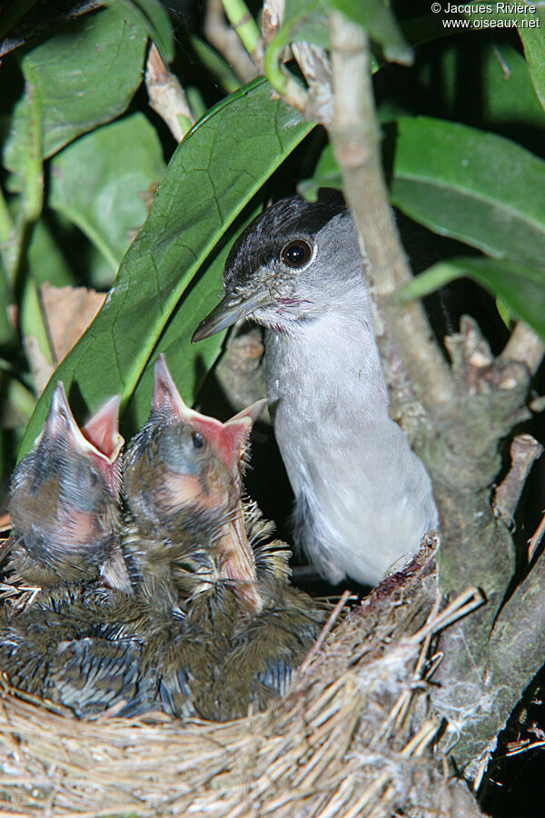 Eurasian Blackcap male adult breeding, Reproduction-nesting