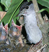 Eurasian Blackcap