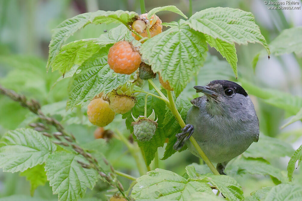 Eurasian Blackcap male adult breeding