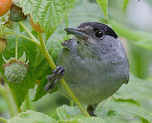 Eurasian Blackcap