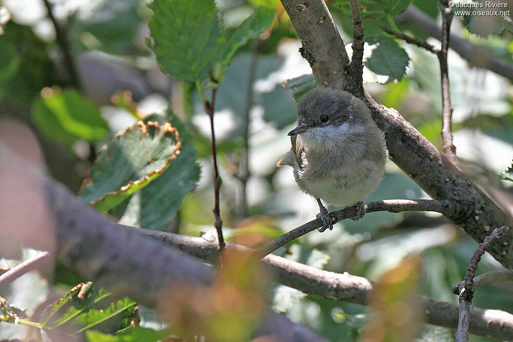 Lesser Whitethroatadult breeding