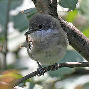 Lesser Whitethroat