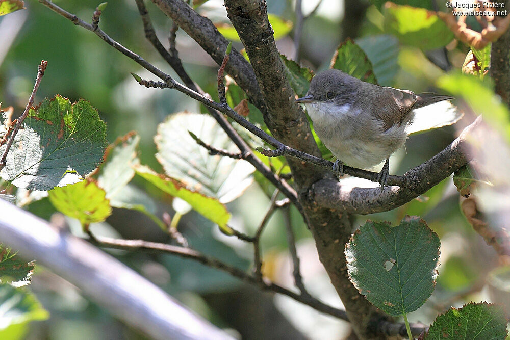 Lesser Whitethroatadult breeding