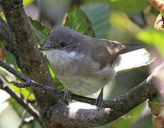 Lesser Whitethroat