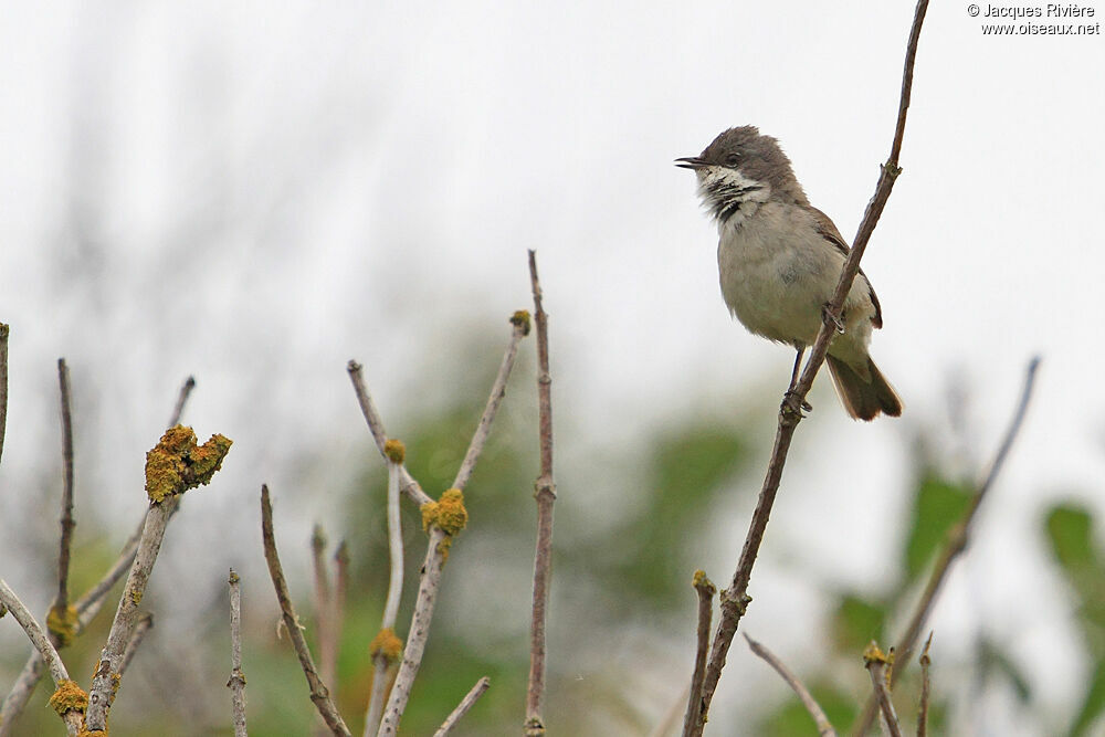 Lesser Whitethroat male adult breeding, song