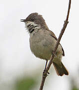 Lesser Whitethroat