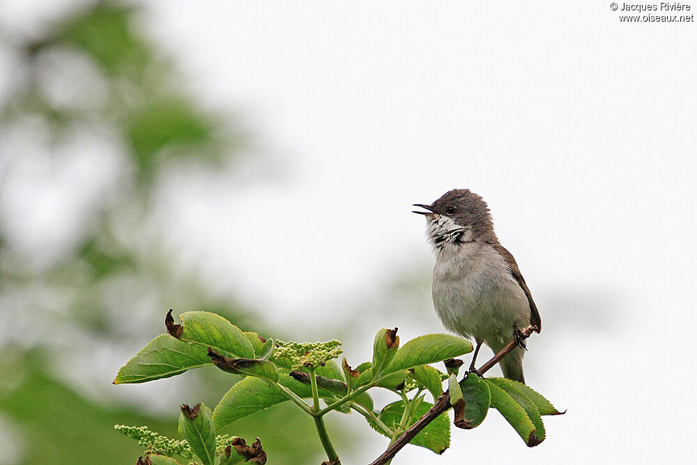 Lesser Whitethroat male adult breeding, song