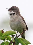 Lesser Whitethroat