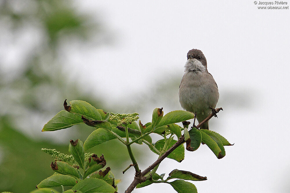 Lesser Whitethroat male adult breeding, song