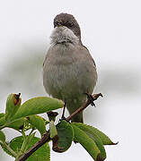 Lesser Whitethroat