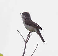 Lesser Whitethroat