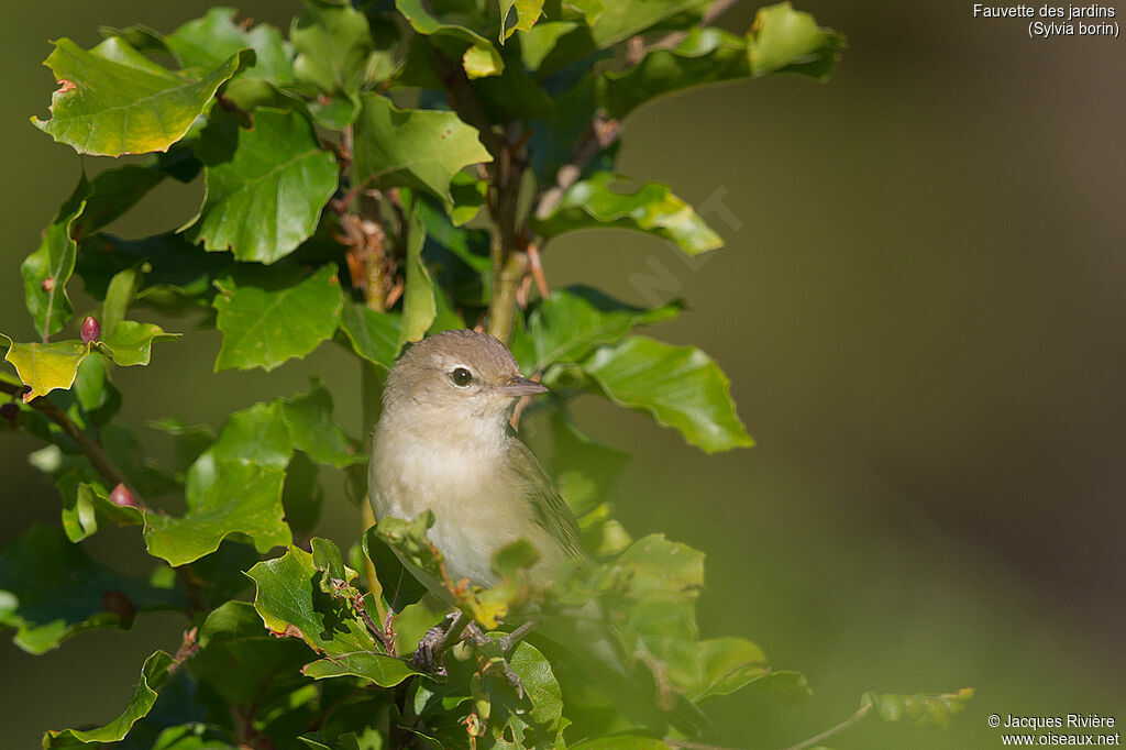 Garden Warbler male adult breeding, identification