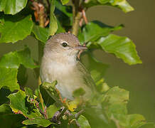 Garden Warbler