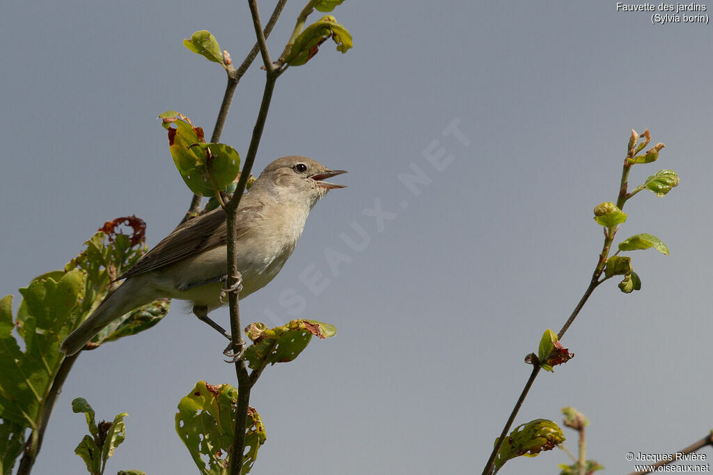 Garden Warbler male adult breeding, identification, song