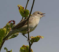 Garden Warbler