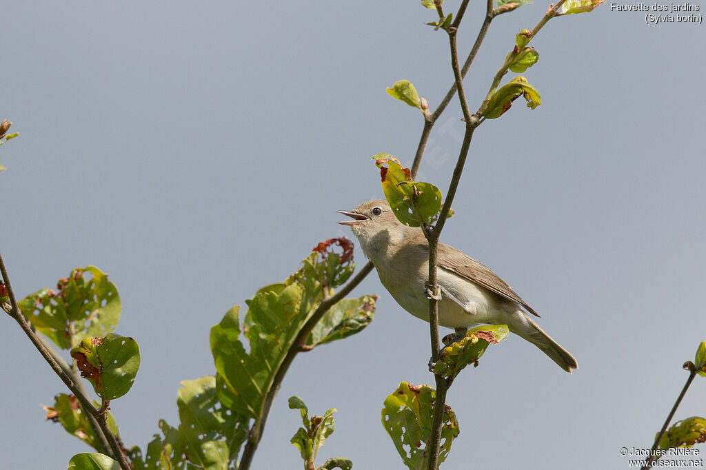 Fauvette des jardins mâle adulte nuptial, identification, chant