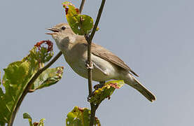 Garden Warbler