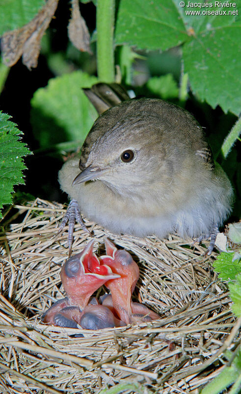 Garden Warbleradult breeding, Reproduction-nesting