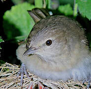 Garden Warbler