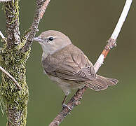 Garden Warbler