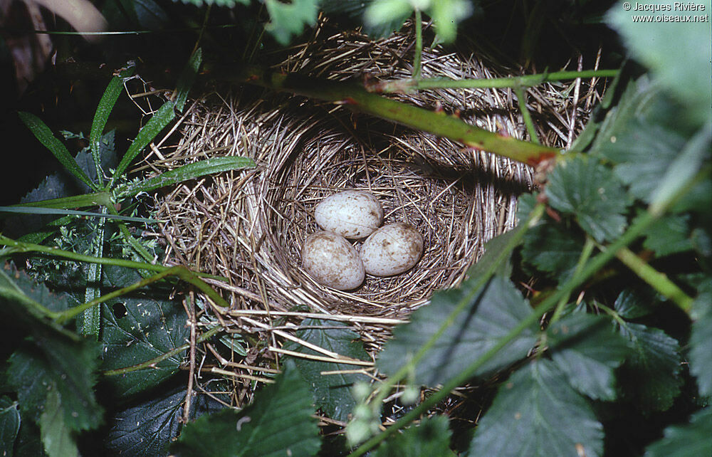 Garden Warbler, Reproduction-nesting