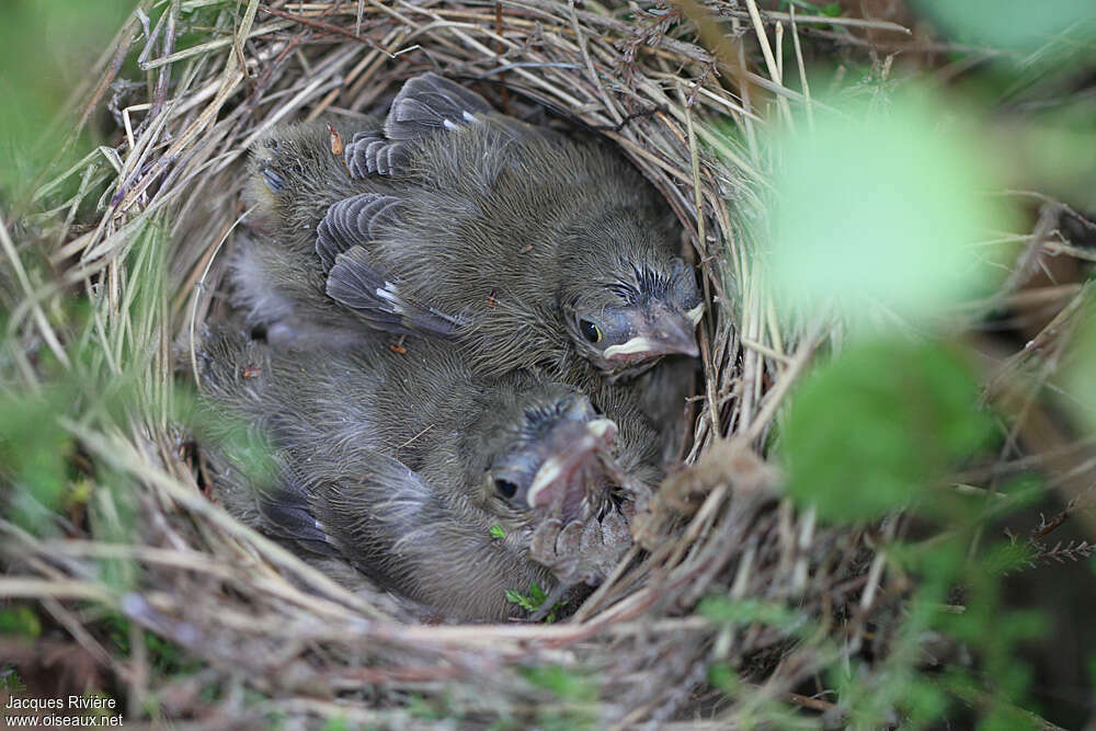 Garden Warbler, Reproduction-nesting