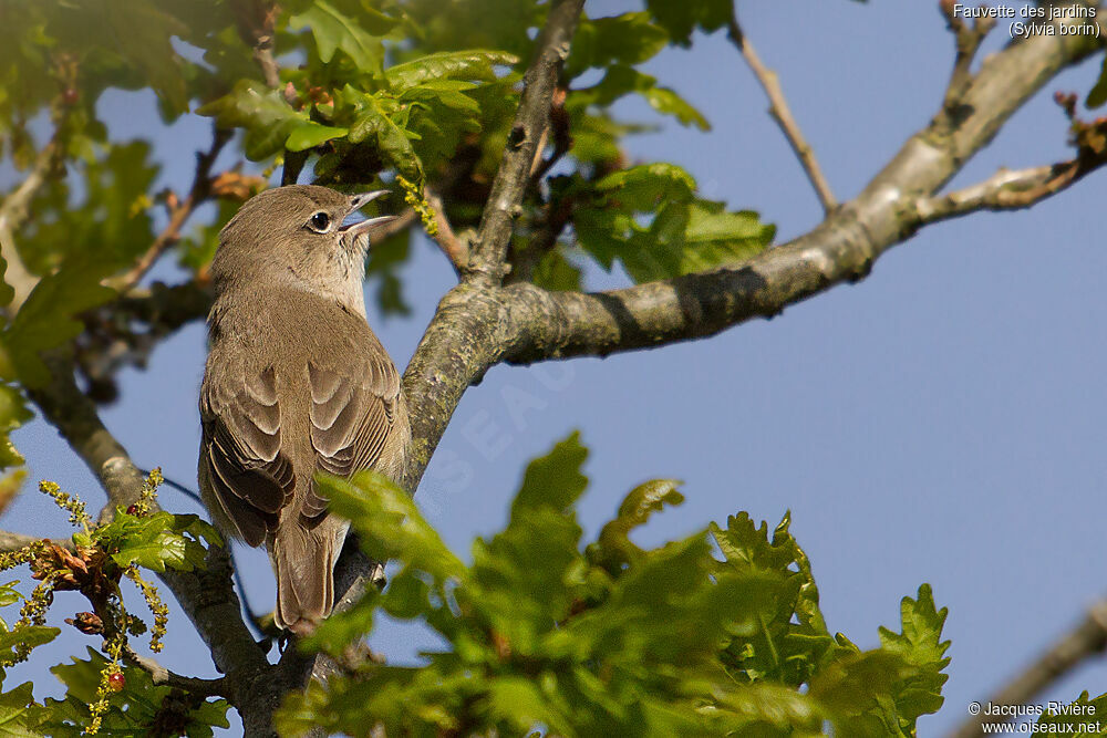 Garden Warbler male adult breeding, identification, song