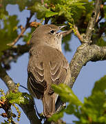 Garden Warbler