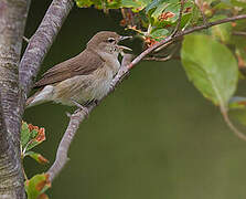 Garden Warbler