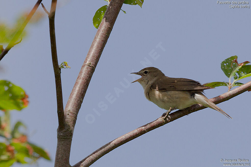 Fauvette des jardins mâle adulte nuptial, identification, chant