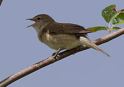 Garden Warbler