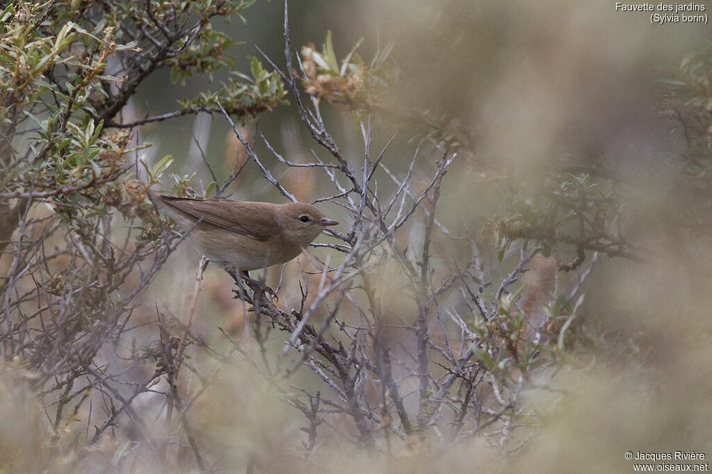 Garden Warbleradult breeding, identification