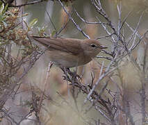 Garden Warbler