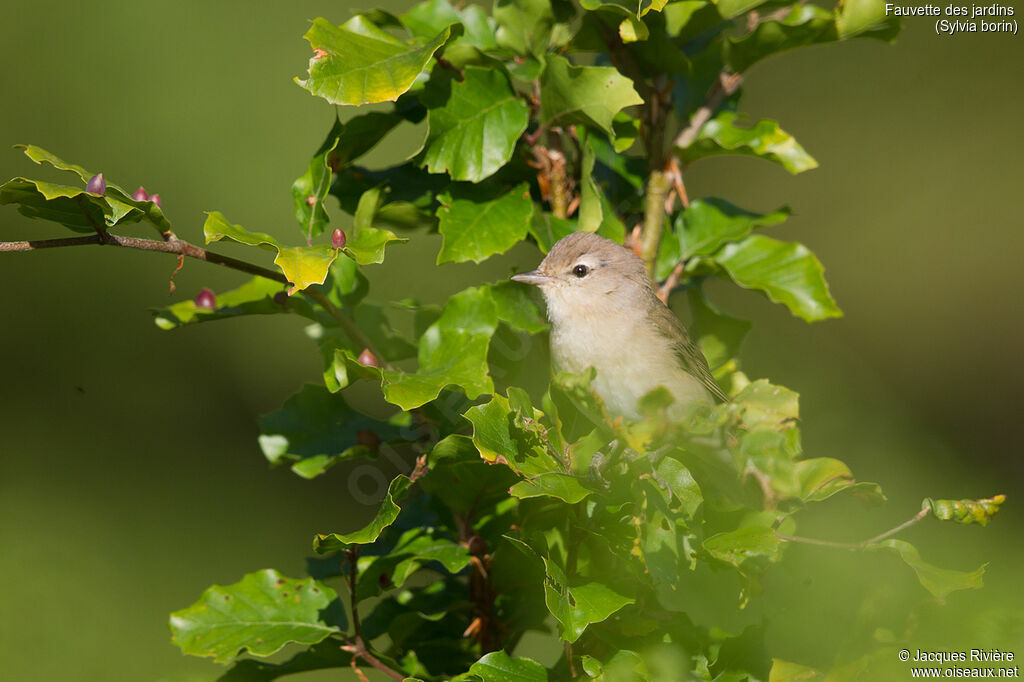 Garden Warbler male adult breeding, identification