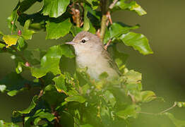 Garden Warbler