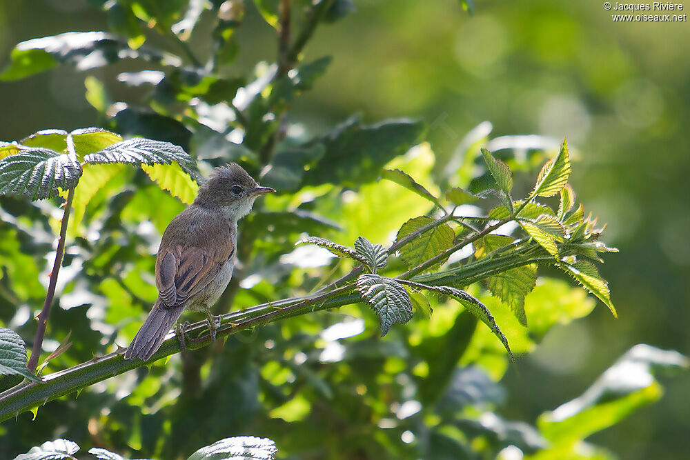 Fauvette grisetteimmature