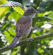 Common Whitethroat