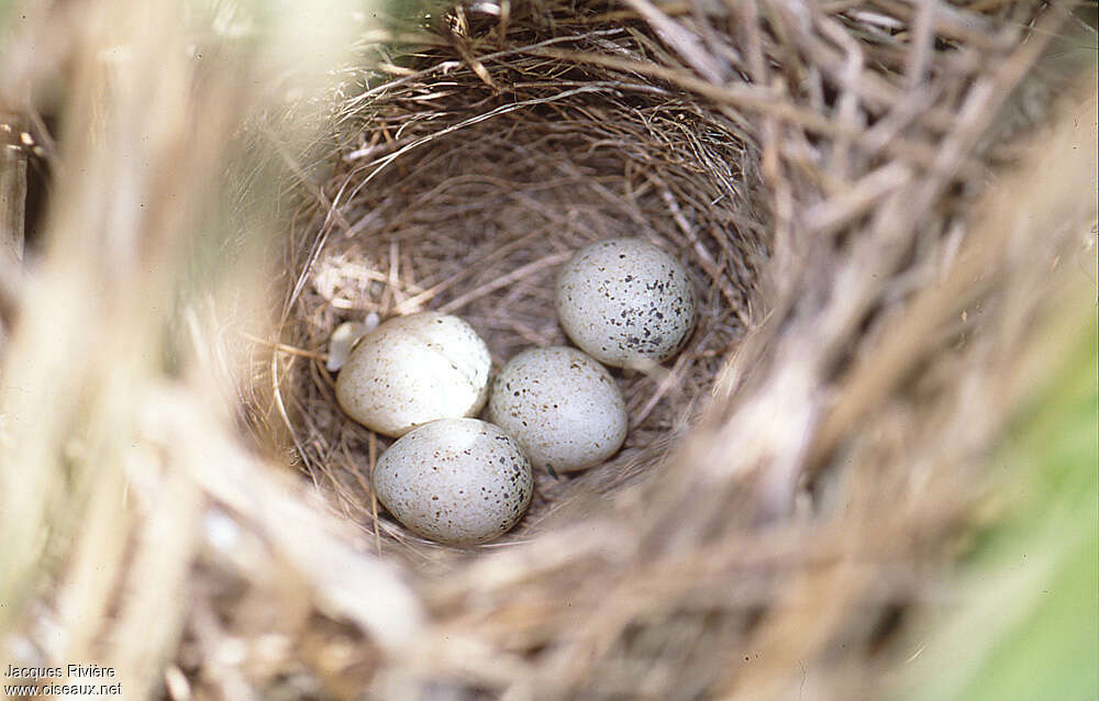 Common Whitethroat, Reproduction-nesting