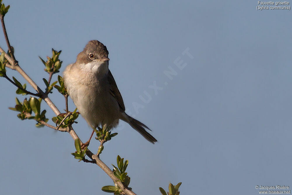 Fauvette grisette femelle adulte nuptial, identification